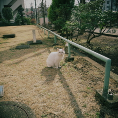 白い猫