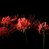 曼珠沙華