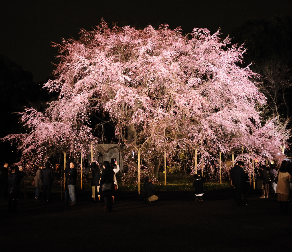 六義園しだれ桜