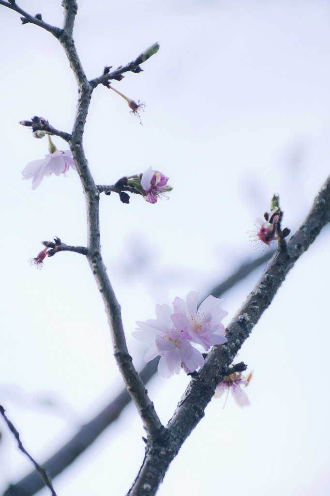 冬桜