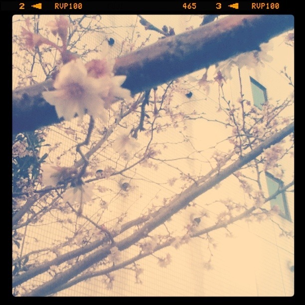 冬桜
