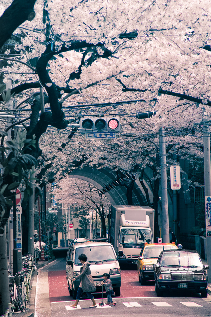 桜散歩