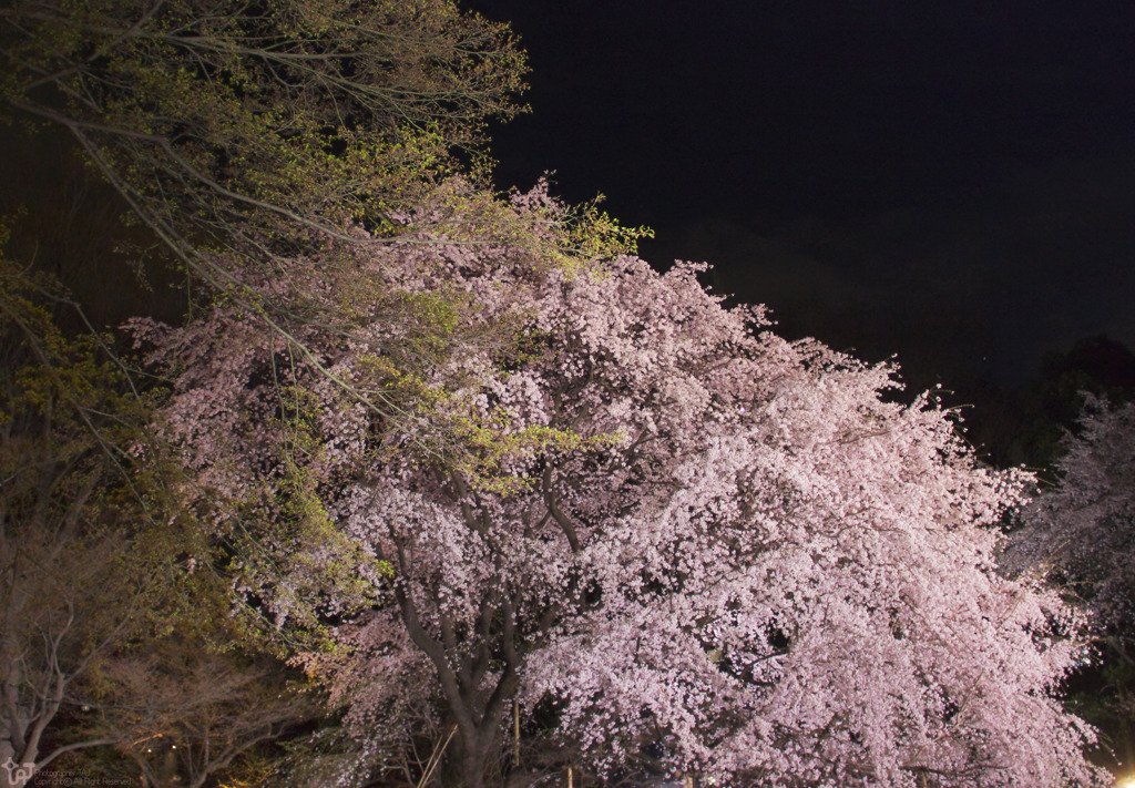 六義園のしだれ桜