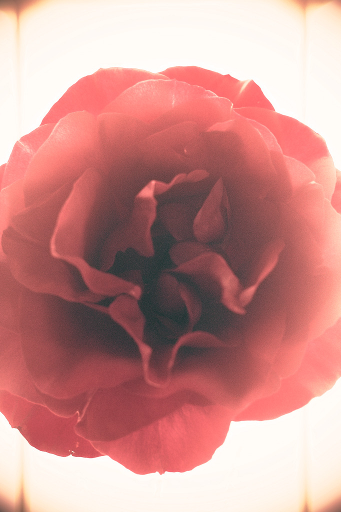 薔薇との対話