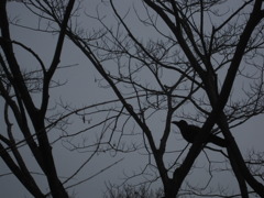 枯れ鴉