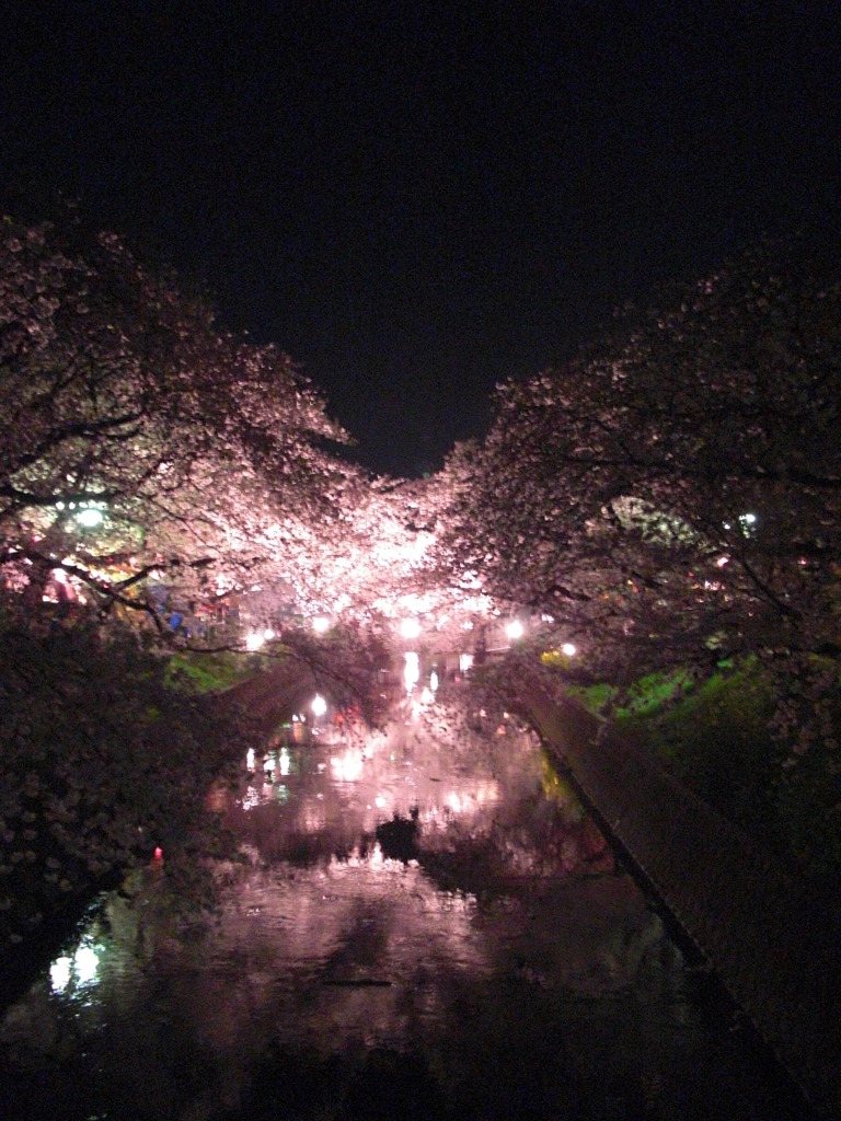 夜桜