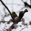 めじろ