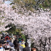 シュクガワサクラ