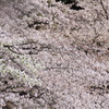 シュクガワサクラ