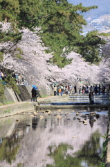 シュクガワサクラ