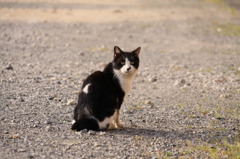 島ねこ