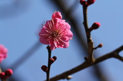 紅梅no.2