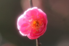 紅梅no.1