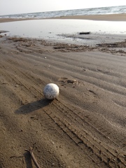 流されてきたボール