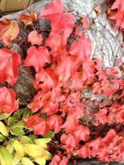 紅葉