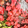 紅葉