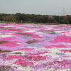 芝桜