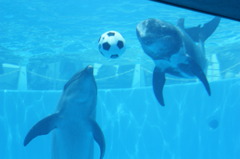 サッカーしよう