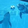 サッカーしよう