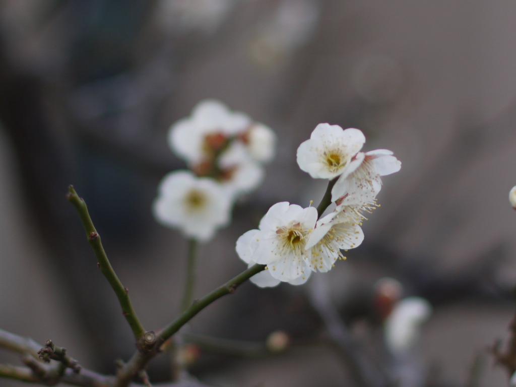 ume2