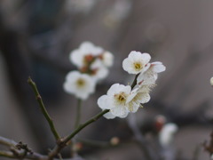 ume2