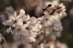 桜咲く