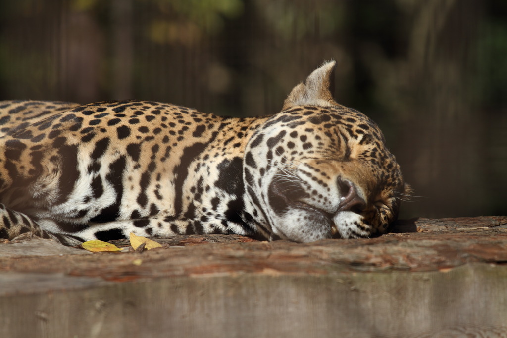 ジャガー