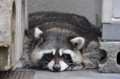 たぬき