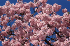 河津桜祭り (3)