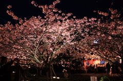 河津桜祭り (1)