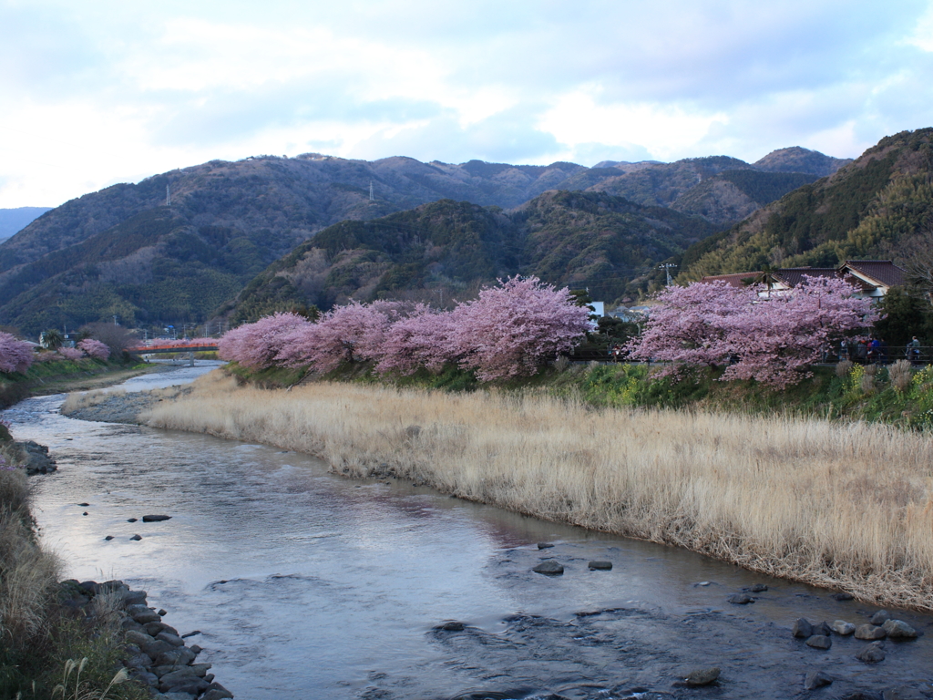 河津桜祭り (5)