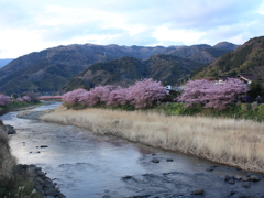 河津桜祭り (5)