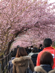 河津桜祭り (4)
