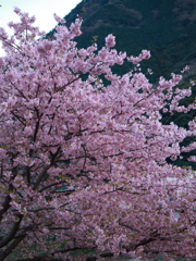 河津桜祭り (7)