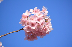 河津桜祭り (2)