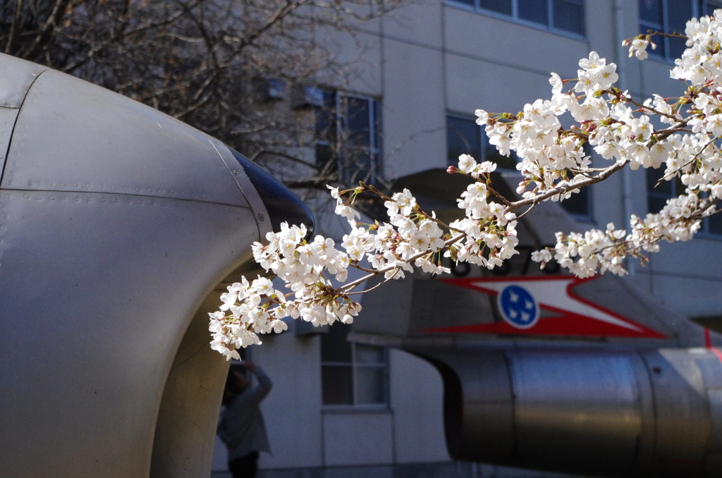 退役戦闘機と桜