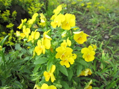 花　IMG_0782