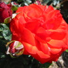 これも薔薇