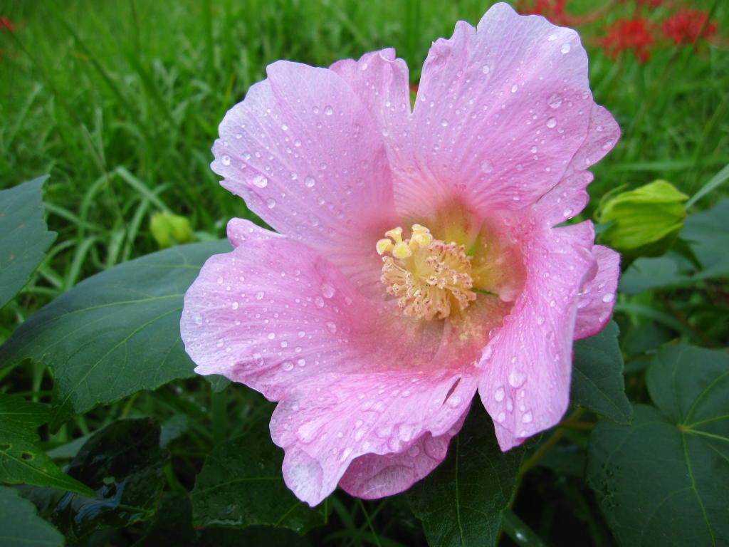 大きな花