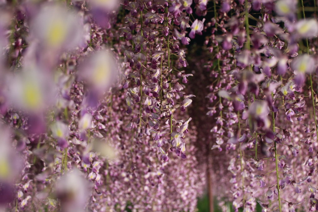 藤の花