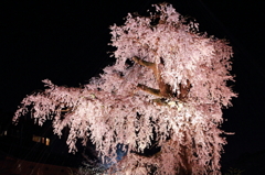 知恩院の近くの大きな桜