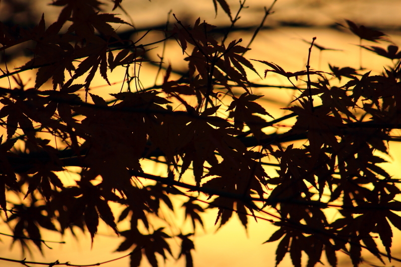 夕日に照らされて