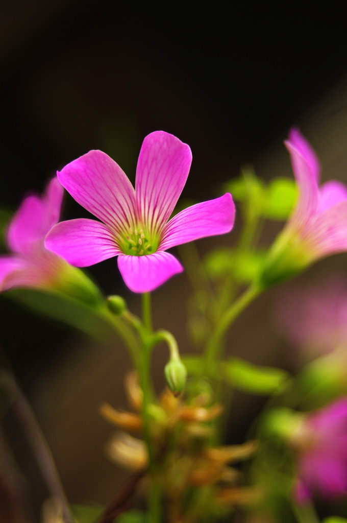Weed flower