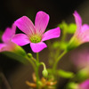 Weed flower