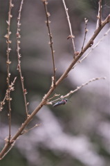 この時期にホタル？桜の下に小さな命