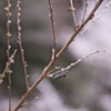 この時期にホタル？桜の下に小さな命