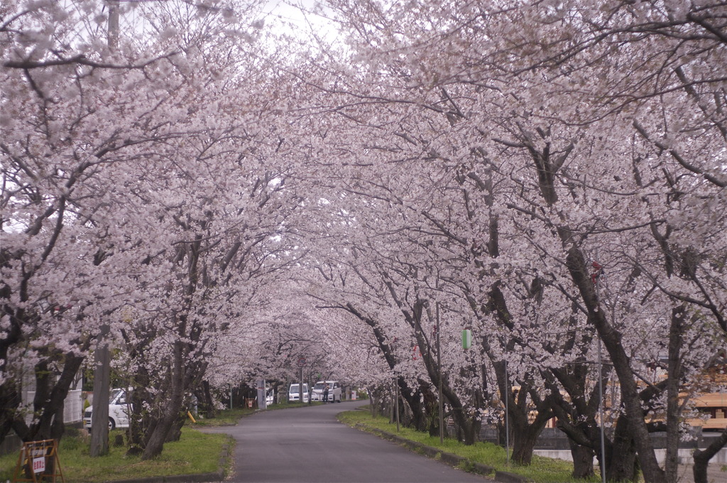 お花見