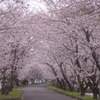 お花見