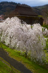 お花見