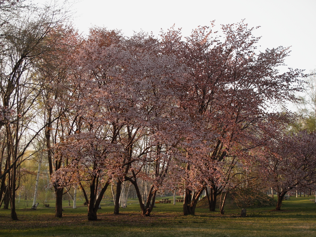 夕暮れの公園